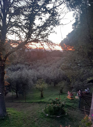 Az-Agr-San_Bartolo_olivi_tramonto